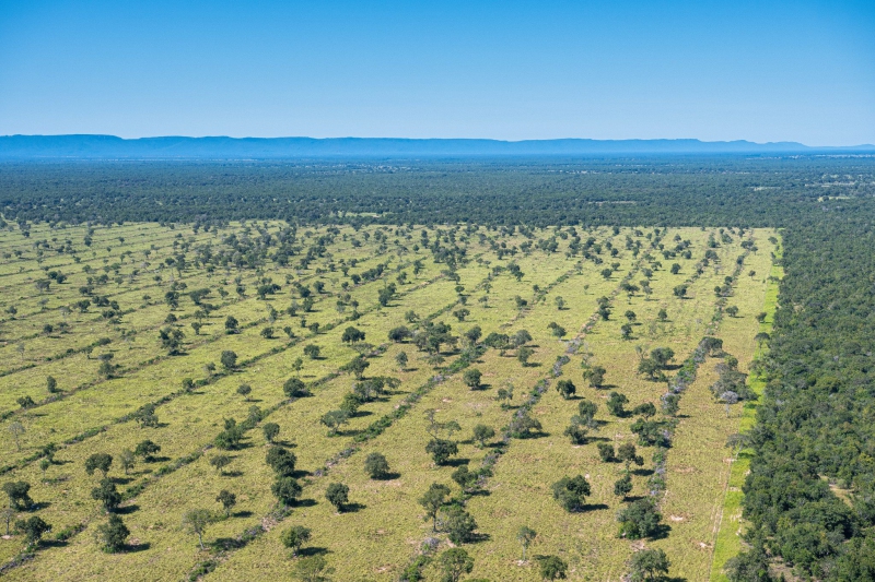 O que mudou na nova Lei do Pantanal aprovada pelo Mato Grosso?